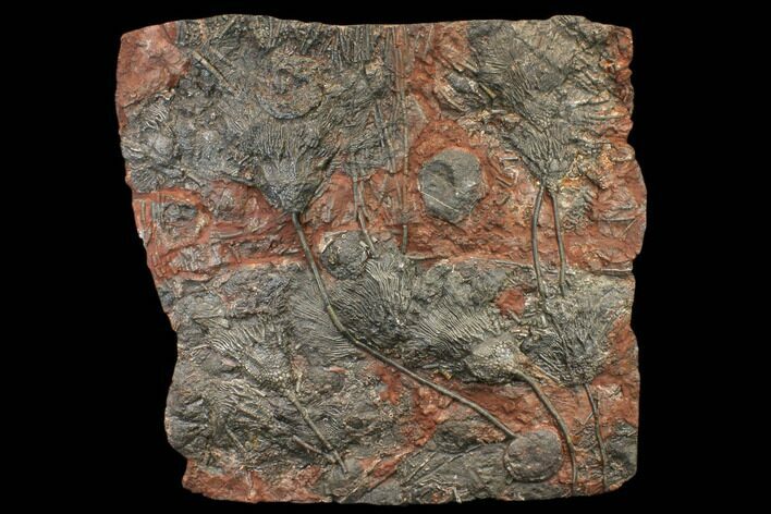 Silurian Fossil Crinoid (Scyphocrinites) Plate - Morocco #148555